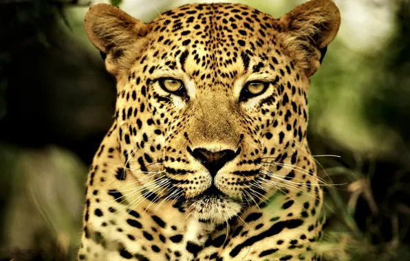 Картинка кошка, Леопард, хищник