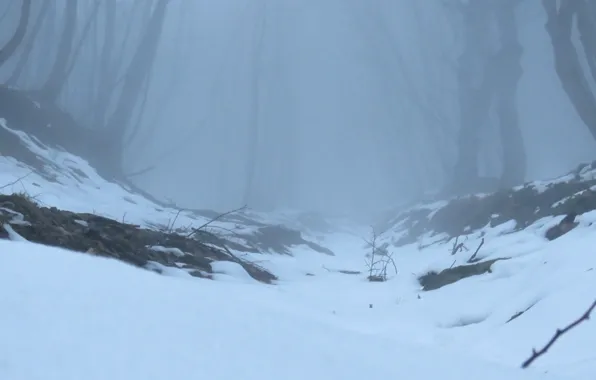 Картинка зима, лес, снег, деревья, природа, туман, Россия, Ставропольский край
