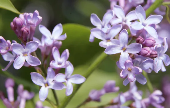 Flower, lilac, blooming