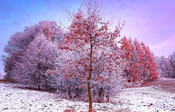 Картинка Природа, Красота, Nature, Winter, Poland, Trees, Aesthetic, Snow covered