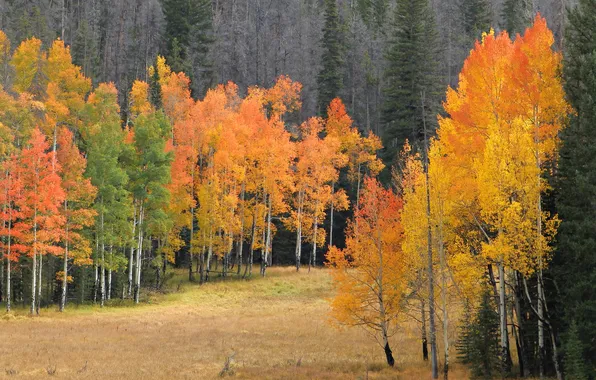 Картинка осень, лес, деревья, поляна