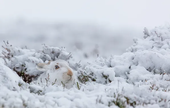 Зима, природа, заяц