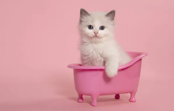 Кошка, белый, взгляд, поза, котенок, игрушка, ванна, мордашка
