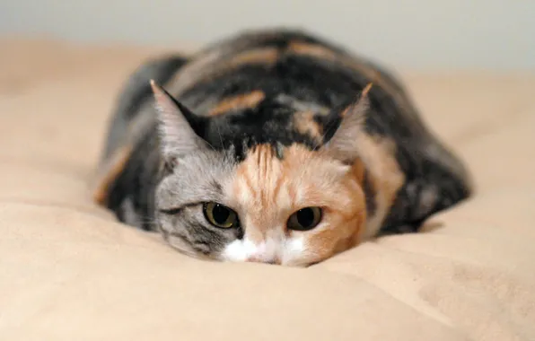 Картинка мордочка, пятнистая кошка, лежит на кровати, прячеться