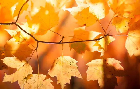 Осень, листья, природа, ветка, клен