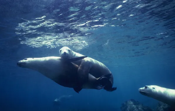Seal, underwater, sea, ocean, fish, wedding, heat, cruise