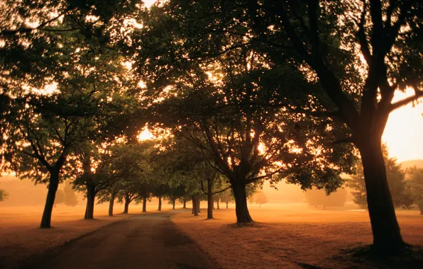 Картинка свет, деревья, туман, путь, листва, поля, Дорога, утро