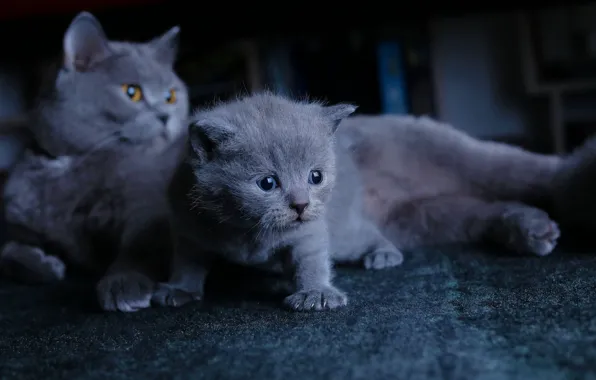 Кошка, котенок, малыш, мама, британский