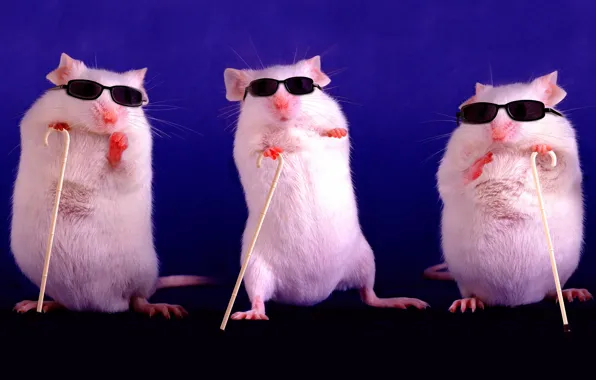 Фиолетовый, поза, фон, темный, мышь, очки, три, крысы