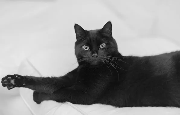 Взгляд, черный, котейка