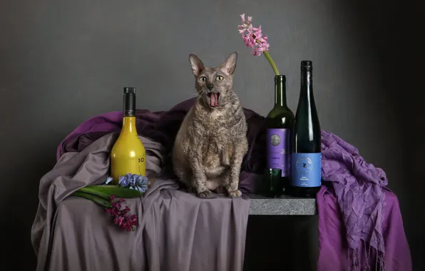 Язык, кошка, кот, взгляд, цветы, поза, стол, серый