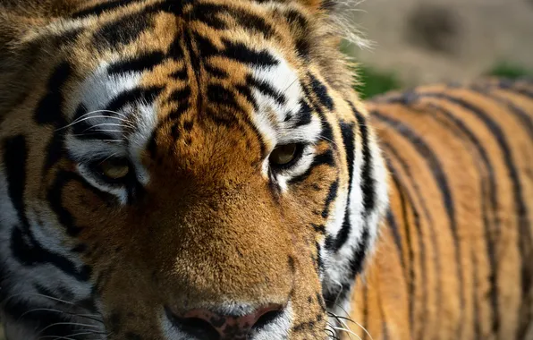 Картинка глаза, взгляд, тигр, хищник