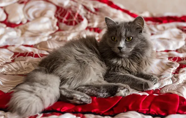 Кошка, белый, кот, взгляд, красный, поза, уют, серый