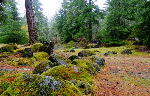Лес, камни, поляна, мох