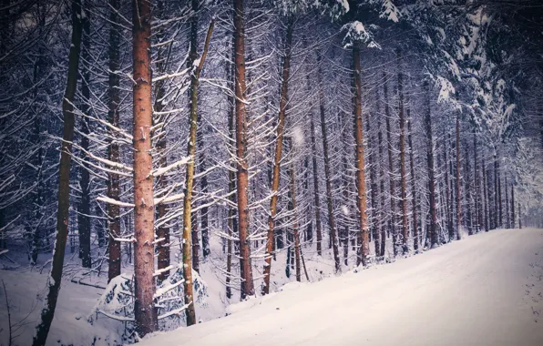 Зима, лес, снег
