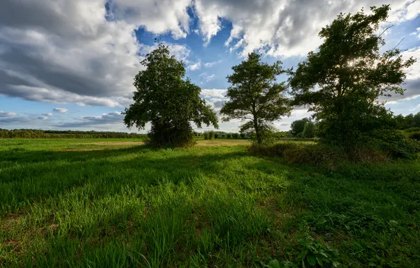 Картинка лето, облака, деревья, луг