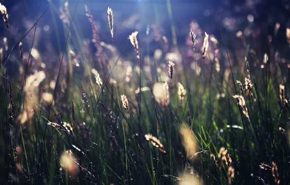 Картинка лето, трава, солнце, лучи, природа