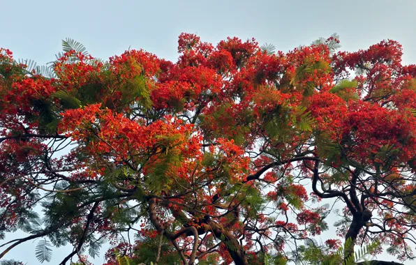 Red, flowers, spring, suhart