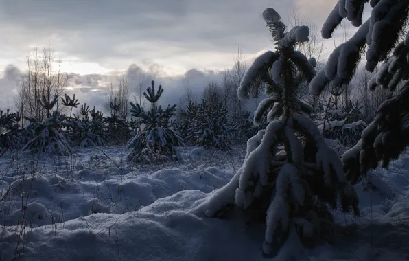Картинка зима, снег, пейзаж, природа, туман, ёлочки, деревца, Алексей Платонов