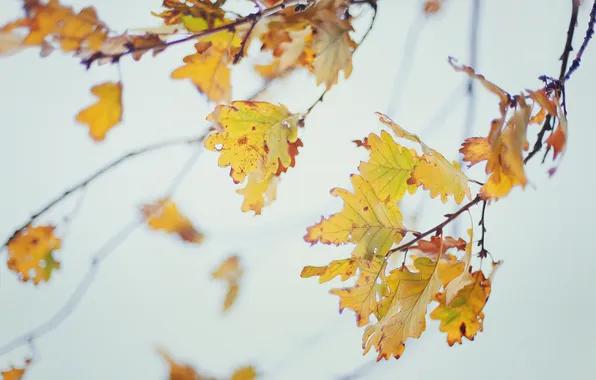 Осень, макро, ветки, листва, дубовая