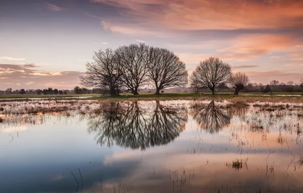 Картинка деревья, озеро, отражение, рассвет