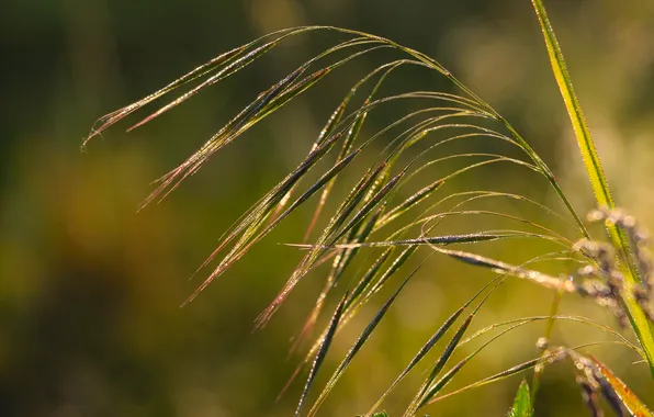 Grass, plant, blades