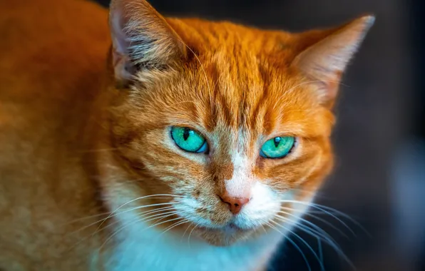 Картинка кошка, кот, взгляд, портрет, рыжий, мордочка, зелёные глаза, котейка