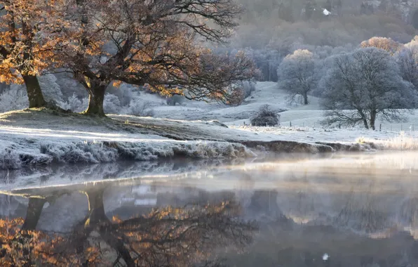 Картинка осень, туман, озеро, дерево