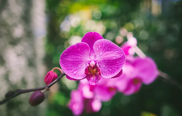 Картинка цветок, лепестки, орхидея