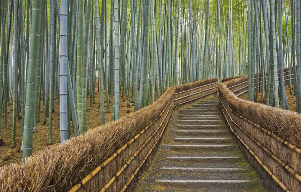 Ограда, бамбук, Япония, Киото, тропинка