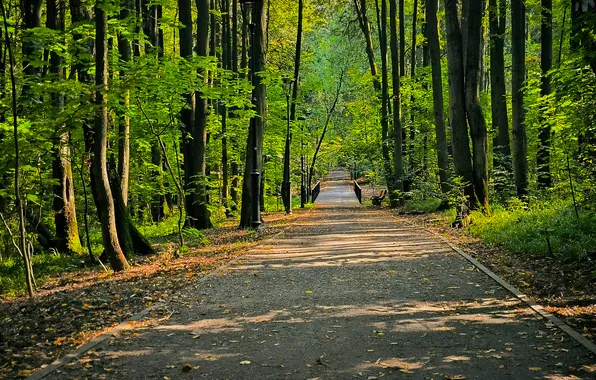 Картинка дорога, лес, деревья, природа, Москва, Россия, Артём, Долгопрудный