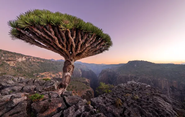 Картинка Сокотра, Dragon Blood Tree, Socotra, Archipelago Arabian, Аравийский архипелаг, Дерево драконьей крови