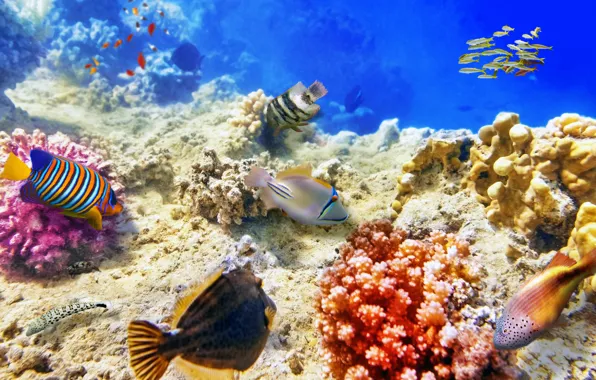 Море, рыбы, дно, кораллы, подводный мир