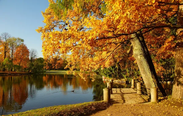 Осень, деревья, озеро, пруд, парк, Сергей Андреевич
