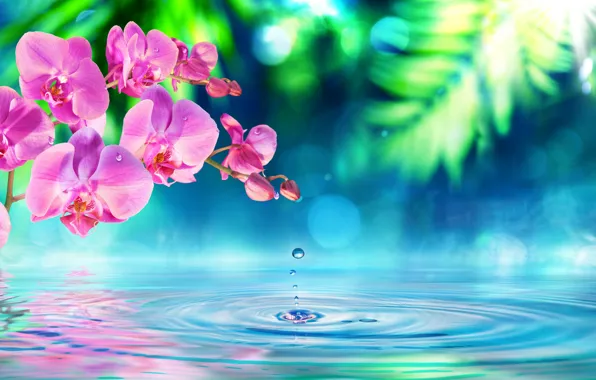 Картинка вода, цветы, ветка, орхидея