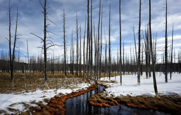 Картинка пейзаж, winter, Yellowstone Ntl Park