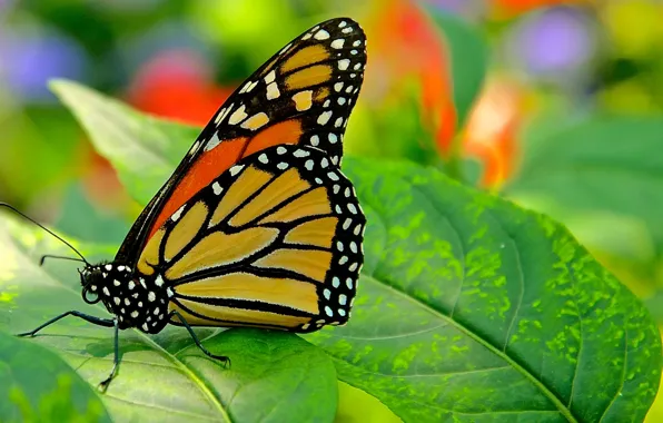 Природа, лист, бабочка, мотылек