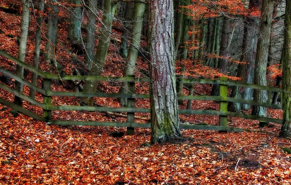 Картинка осень, листья, деревья, забор