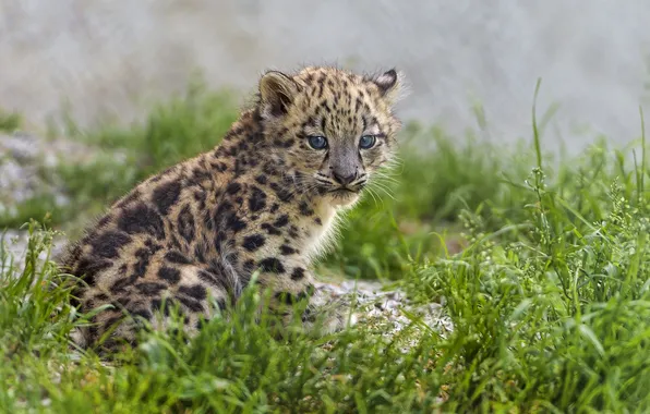 Картинка кошка, трава, ирбис, снежный барс, котёнок, детеныш, ©Tambako The Jaguar