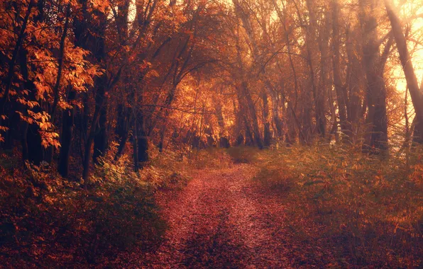 Картинка осень, листья, солнце, деревья, способ