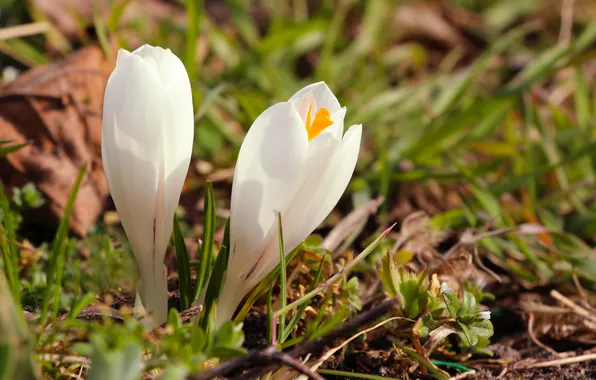 White, flower, crocus