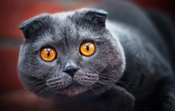 Картинка кот, взгляд, серый, вислоухий, пепельный