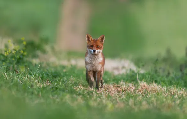 Лето, трава, взгляд, поляна, лиса