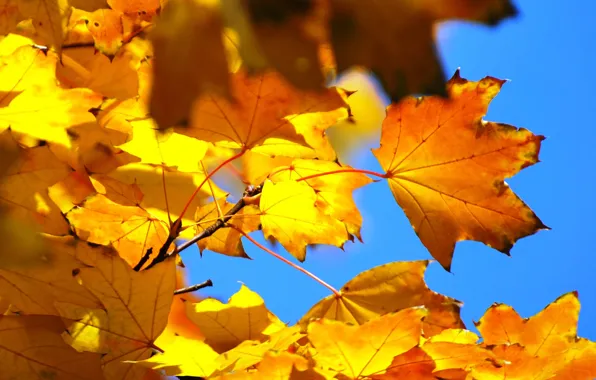 Осень, небо, листья, клен