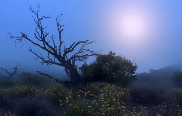 Картинка ночь, туман, дерево