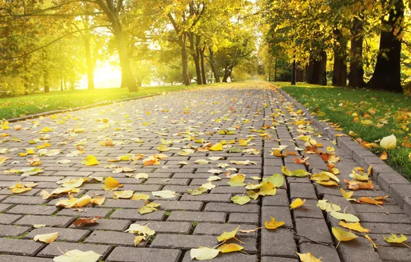 Картинка осень, солнце, свет, яркий, листва, плитка, опадающая, Autumn leafs
