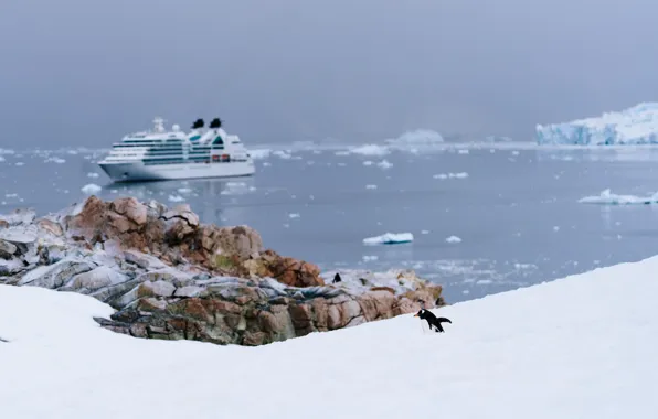 Beach, snow, cloudy, penguin, ice floes, transatlantic, cruise ship