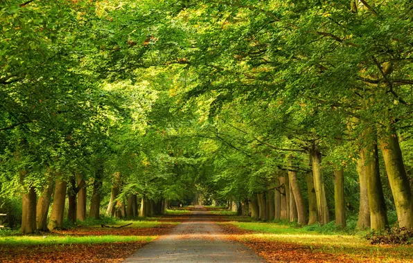 Дорога, осень, деревья