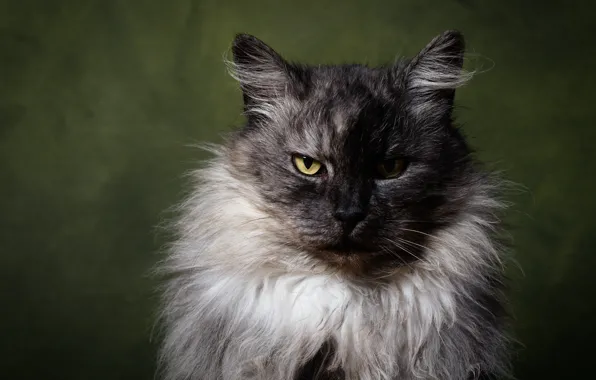 Кошка, кот, взгляд, серый, портрет, суровый