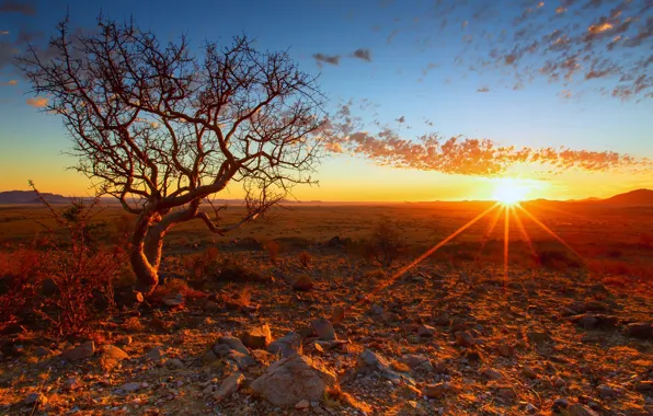Закат, дерево, Африка, Намибия